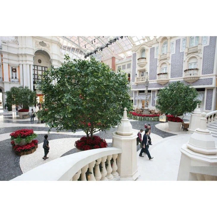 Dekoratyvinė Banjano medis